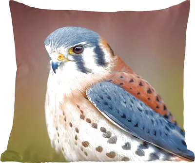 Produktbild von MuchoWow® Zierkissen Sofakissen Wohnzimmer Dekokissen 40x40 cm Vogel - Makro - Blau - Foto Kissen - Schlafzimmer Dekoration
