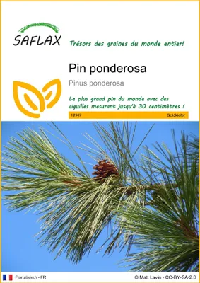 Image de SAFLAX  - Pin ponderosa - 20 graines - Pinus