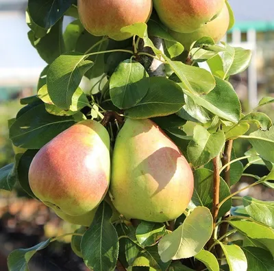 Produktbild von Säulenbirne `Obelisk®´ (einjährig) Birnenbaum