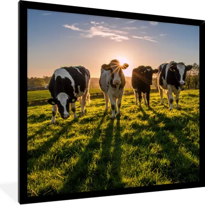 Produktbild von MuchoWow® Gerahmtes Poster Kühe - Gras - Sonne 40x40 cm - Poster mit Schwarzem Bilderrahmen Wandposter Rahmen Foto Bilder - Mit Rahmen - Wanddekoration Schlafzimmer