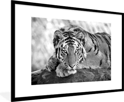 Produktbild von MuchoWow® MuchoWow® Gerahmtes Poster Tiger - Baum - Schwarz - Weiß 90x60 cm - Poster mit zchwarzem Bilderrahmen - Wanddekoration - Fotos