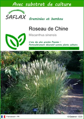 Image de SAFLAX  - Roseau de Chine - 200 graines - Avec substrat - Miscanthus