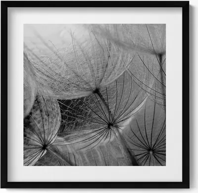 Produktbild von Schwarz-weiße Nahaufnahme einer Schmeißfliege– Wandbild mit Rahmen – Gerahmtes Bild  – Wanddekoration – 50x50 cm –  Schwarz Rahmen