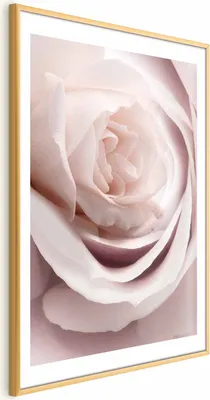 Produktbild von Posterpapier Poster - Porcelain Rose 40x60 cm Blumen b-C-0403-ao-a