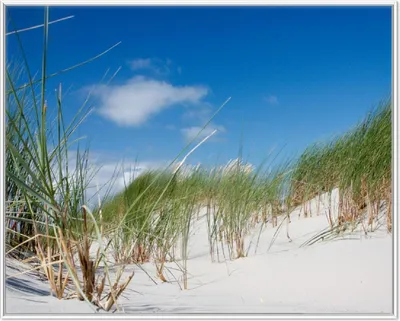 Produktbild von Wallario Wandbild Düne am Strand unter blauem Himmel, Größe: 40,30 x 50,30 cm, Poster mit weißem Aluminiumrahmen