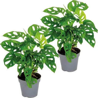 Productafbeelding van Set van 2 Gatenplant Klimplanten Voor Binnen - 20-30 cm Hoog Met Pot