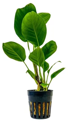 Produktbild von Aquarium Pflanze Anubias heterophylla Wasserpflanzen Aquascaping AquaOne Nr.302