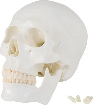 Produktbild von Lebensgroß Schädel Anatomie Modell Skelett Anatomisches Model Schädelmodell Totenkopf Menschlicher Kopf mit Beweglichen Unterkiefer Skull Anatomy MedMod