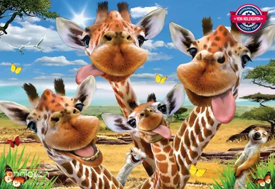 Produktbild von Anatolian - Puzzle Giraffe Selfie - 500 dielov