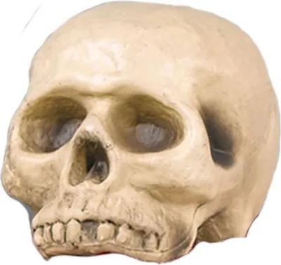 Produktbild von Dekorativer Totenkopf aus Kunststoff, beige/grau, Maße ca. 13 x 12 x 20 cm