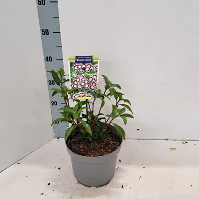 Zdjęcie produktu dla Kalmia lat. 'Black Label' – kalmia | 25–30 cm w doniczce