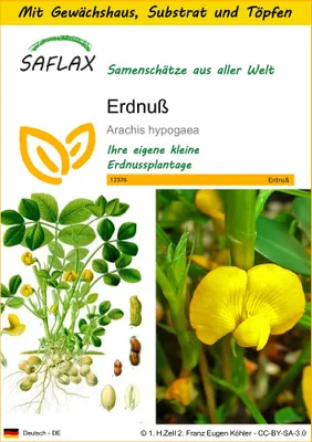 Produktbild von SAFLAX Anzucht Set - Erdnuß - Arachis hypogaea - 8 Samen - Mit Mini-Gewächshaus, Anzuchtsubstrat und 2 Töpfen