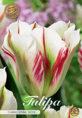 Artikelbild 2 von 'Tulpe Flaming Spring Green (5 Stück)' aus der Kategorie Tulpenzwiebeln