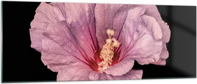 Produktbild von Bilder auf glas - Einteilig - Hibiskus Blume Rosa - 140x50cm - Glasbilder - Wandbilder - Bilder - zum Aufhängen bereit - Wanddekoration aus Glas - Glas Bilder - Wandbild auf Glas - GAB140x50-4481