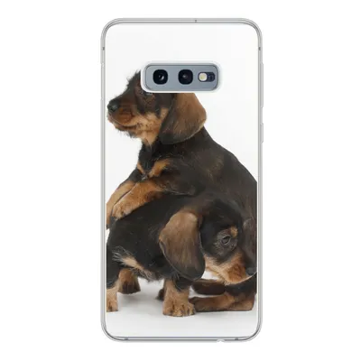 Produktbild von MuchoWow® Handyhülle Schutzhülle Hülle für Samsung Galaxy S10e Studiofoto von zwei süßen Dackeln Silikon Softcase Handy Hülle - Handy