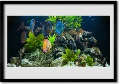 Produktbild von Bild 100x70 MDF-Rahmen Wandkunst Fisch-Aquarium Natur