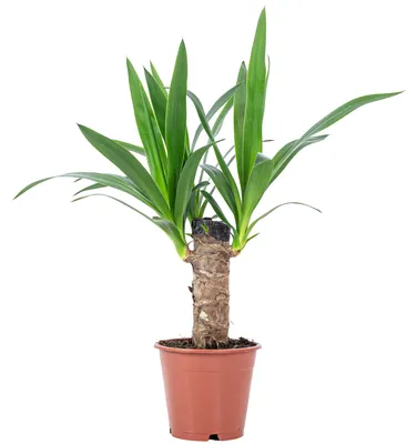 Produktbild von Palmlilie 1-stämmig - pflegeleichte Zimmerpflanze, Yucca Elephantipes Palme 20 - Höhe ca. 45 cm, Topf-Ø 12 cm