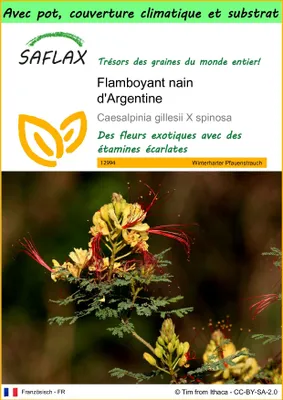 Image de SAFLAX Garden to go - Flamboyant nain d'Argentine - 10 graines - Caesalpinia