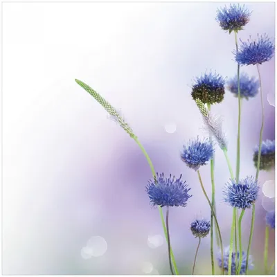 Produktbild von Wallario Premium Glasbild, freischwebende Optik, kräftige Farben, Größe 30 x 30 cm Motiv Abstrakte lila Blume