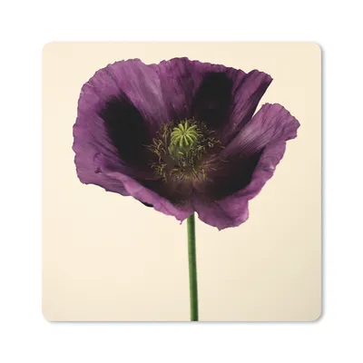 Produktbild von MuchoWow® Mauspad Mousepad Nahaufnahme eines violetten Mohns 20x20 cm - Mousepads - Maus Mat - Pad - Mausunterlage - Desk Mat - Bureauartikeln