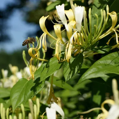 Produktbild von Geißblatt Delavaya 2L