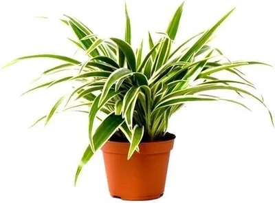 Produktbild von Grünlilie Chlorophytum Laxum 30 cm - Luftreinigende Zimmerpflanze für gesundes Raumklima, pflegeleicht und dekorativ