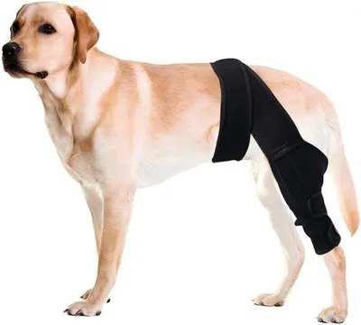 Immagine prodotto di Ginocchiera per cani - Ginocchiera regolabile con doppio stabilizzatore - Sollievo dall'artrite - Ginocchiera per cani - Taglia L