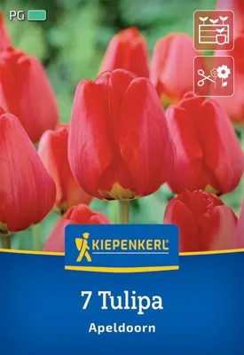 Artikelbild 2 von 'Darwin-Hybrid-Tulpe Apeldoorn (7 Stück)' aus der Kategorie Tulpenzwiebeln