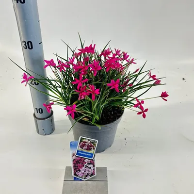 Obrázek produktu pro Rhodoxis 'Red Allert' – hvězdnice | 15–20 cm v květináči