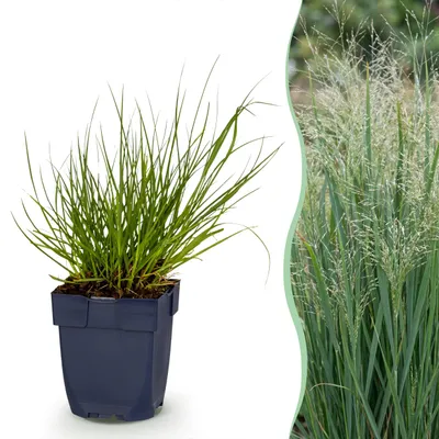 Image de Panicum virg. Northwind - Graminée des prairies - À panicule - Verte - 24 plants - 15-25cm - Ø11cm - Plante de jardin