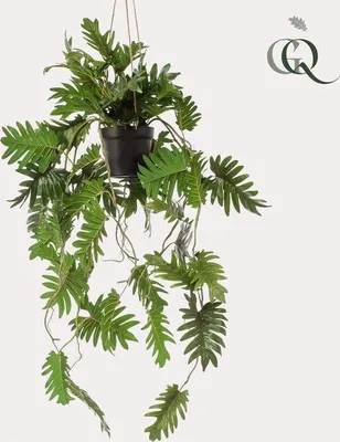 Image de Plante grimpante Philodendron, 80 cm, verte