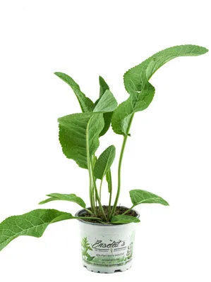 Produktbild von Enseleits Meerrettich Pflanze, frische Kräuter Pflanze aus Nachhaltigem Anbau!