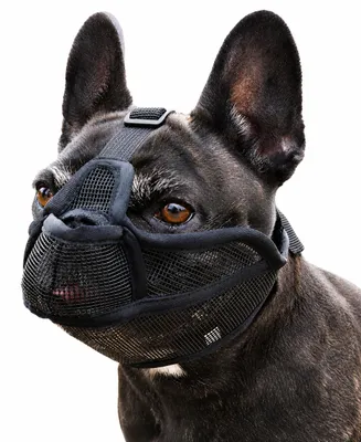 Produktbild von INF Maulkorb für Hunde mit kurzer Schnauze L