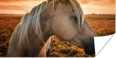 Produktbild von MuchoWow® Poster Pferd - Tiere - Porträt 40x20 cm - Poster für die Wand - Poster Schlafzimmer