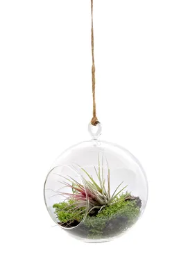 Produktbild von Miniaturgarten im Glas zum aufhängen 12cm "handmade"