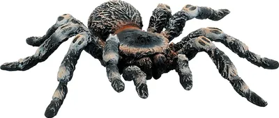 Produktbild von BULLYLAND Weißknie Vogelspinne, 3 Jahr(e), Schwarz, 1 Stück(e)