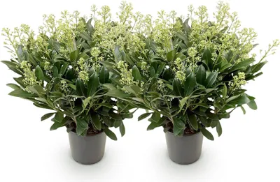 Produktbild von GreenboutiQ - Terrassenpflanze - Skimmia japonica Finchy - Blüte Weiß - 40+ Blumen - 2 Pflanzen - Winterhart - Topf 19cm Höhe 60cm