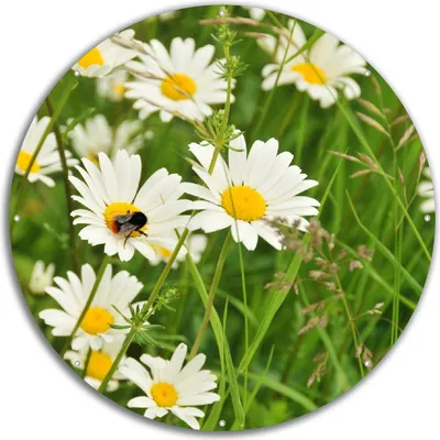 Produktbild von Wallario rundes Outdoor-Poster für Garten oder Balkon, Motiv Margeritenwiese, 60 cm Durchmesser