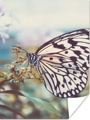 Produktbild von MuchoWow® Poster Schmetterling - Blumen - Frühling 90x120 cm - Wohnzimmer