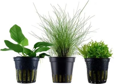 Produktbild von Pflanzen Set mit 3 Vordergrund Topf Aquarium Wasserpflanzen AquaOne Nr.225