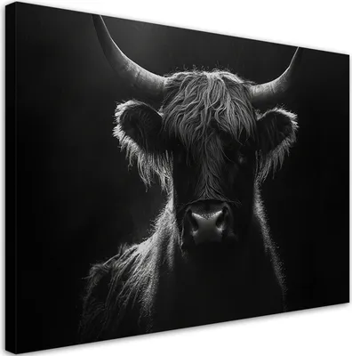 Produktbild von Leinwandbild Schottische Kuh Schwarz-Weiß 60x40 Feeby Schwarz bild für die wand bereit zum aufhängen