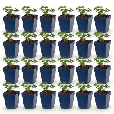 Zdjęcie produktu dla Geranium sang. Zestaw – Żurawka – Roślina okrywowa – Biała – 24 sztuki - 15-25cm - Ø11cm - Roślina ogrodowa