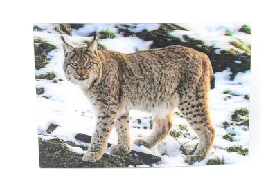 Produktbild von 3 D Ansichtskarte Luchs, Postkarte Wackelkarte Hologrammkarte Tiere Tier Luchse Waldtier