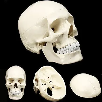 Produktbild von Anatomisches Medizinisches Modell des menschlichen Kopfes für den Unterricht