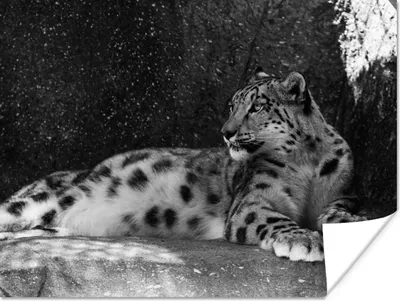 Produktbild von MuchoWow® Poster Panther - Schwarz - Weiß 120x90 cm - Wandbild