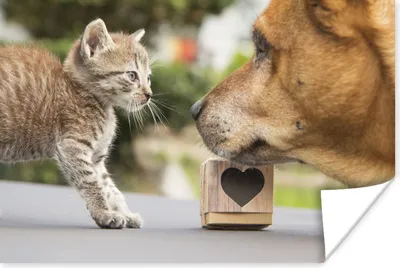 Produktbild von MuchoWow® Poster Hund - Katze - Makro 120x80 cm - Bilder