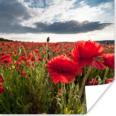 Produktbild von MuchoWow® Poster Mohnblumen vor einem dramatischen, stürmischen Himmel 50x50 cm - Wohnzimmerdekoration