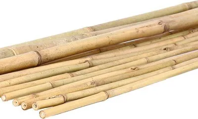 Imagen del producto de Caña de bambú de 200 cm de largo, con un diámetro de 2,8 cm. Ideal para proteger plantas o como elemento decorativo