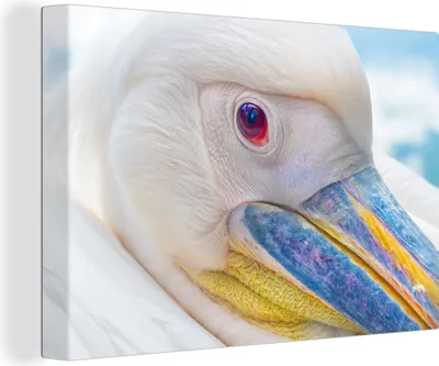 Produktbild von OneMillionCanvasses® - Leinwandbilder - 140x90 cm, Nahaufnahme eines Pelikans, Wandbilder Kunstdruck Wanddekoration