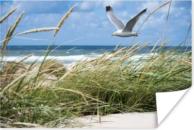 Produktbild von MuchoWow® Poster Strand - Vogel - Pflanzen 120x80 cm - Bilder
